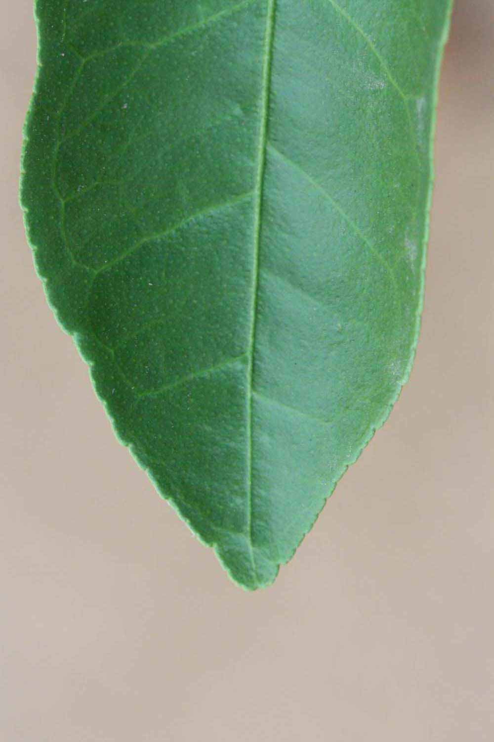              Margin (Riverside, CA)       